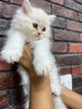 Persian Cat